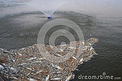 Mass death of fish floating on polluted lake water Stock Photo