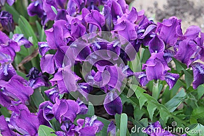 Mass of early deep blue Iris Stock Photo