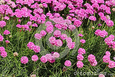 Pink Sea Thrift, Armeria maritima, flowers Stock Photo
