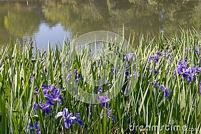 Mass planting of blue purple Siberian iris beside a lake, scenic reflection in water Stock Photo