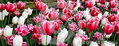 Mass planting bright pink tulips with white edges and white tulips in a garden Stock Photo