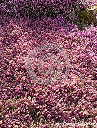 Mass of heather in flower at Burnby Hall Gardens, Pocklington Stock Photo