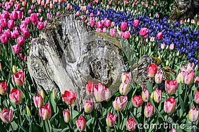 Mass planting of pink tulips and blue grape hyacinth on a sunny spring day, weathered stump in the middle Stock Photo