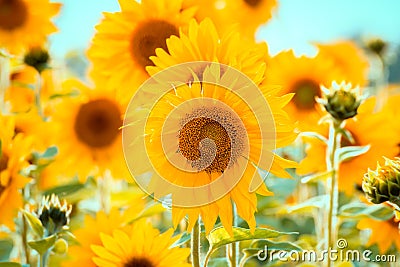 Mass Planting of Sunflowers Stock Photo