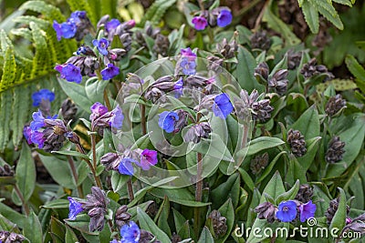 Mass of Pulmonaria Blue Ensign flowers in spring Stock Photo