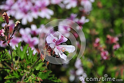 California Drought Tolerant Garden Series - Rose Geranium Stock Photo