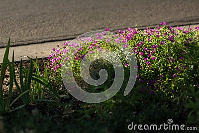 Mass of small purple backlit blooms next to a street Stock Photo