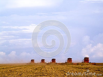 Mass soybean harvesting Stock Photo