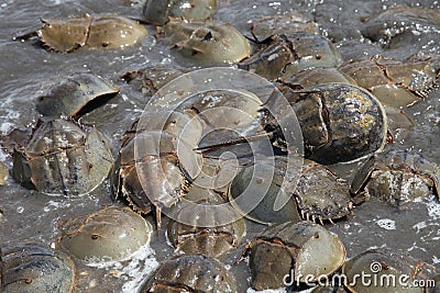 Large group of Horseshoe crabs on Kitts Hummock a Delaware Bay Coastline Stock Photo