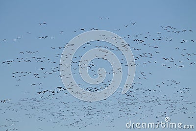 Mass spring migration of geese. Very large flock of Greater white-fronted geese Anser albifrons flying against blue sky Stock Photo