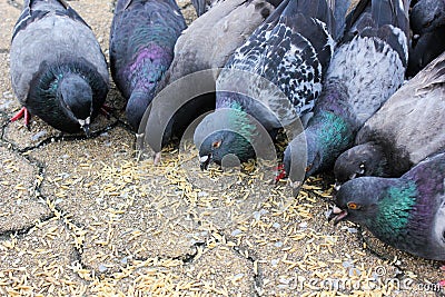 Masses doves eat food bird seed Stock Photo