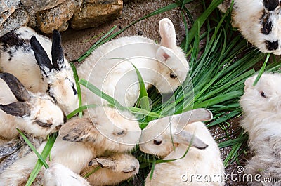 Masses soiled rabbit Stock Photo