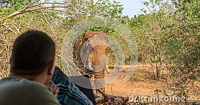 Massive African bull elephant walks through tented camp Editorial Stock Photo