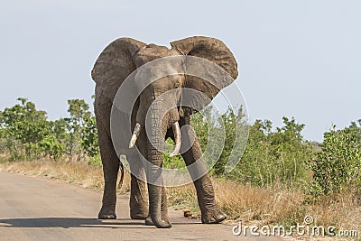 Massive African elephant walking with a swagger Stock Photo