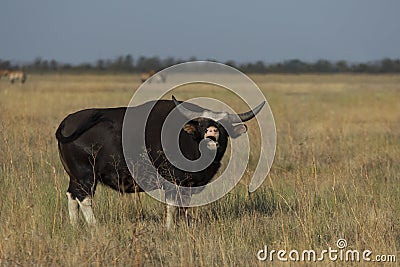 Massive Black Bull Moos Stock Photo