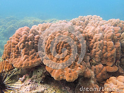 Massive coral in the blue background Stock Photo