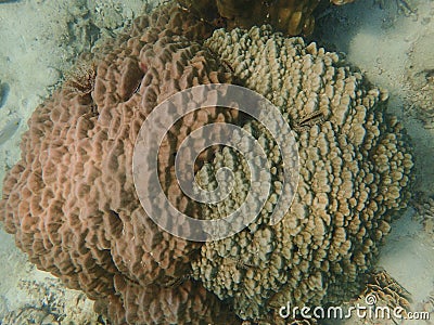 Massive coral in the blue background Stock Photo