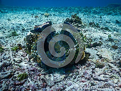 A massive Giant clam (Tridacna gigas) grows on the seafloor with corals rubble in Raja Ampat, West Papua, Indonesia. Stock Photo