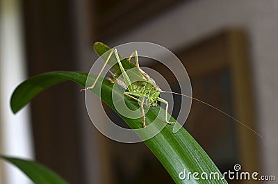 Grasshopper Stock Photo