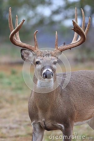 Massive heavy typical whitetail buck Stock Photo