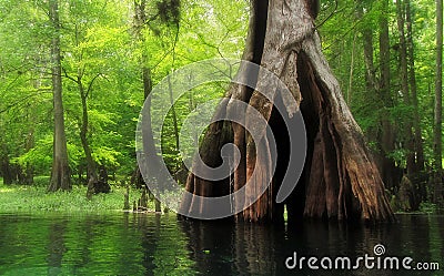 Massive hollow Cypress Tree in lush swamp Stock Photo