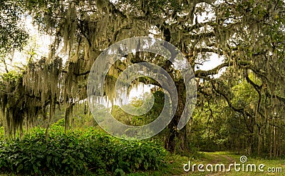 Massive Live Oak Tree Stock Photo