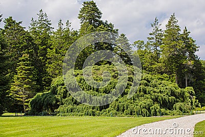 Massive Sargent`s Weeping Hemlock Stock Photo