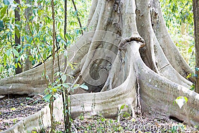 Massive tabular primary rainforest tree roots, Tangkoko National Park, Sulawesi, Indonesia Stock Photo