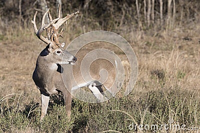 Massive Whitetail Buck in side view Stock Photo