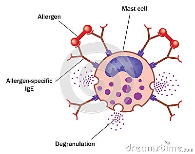 Mast cell and allergen Vector Illustration