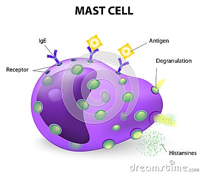 Mast cell or a mastocyte, labrocyte Vector Illustration