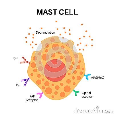 Mast cell poster Vector Illustration