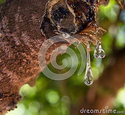 Mastic in liquid form Stock Photo