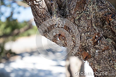 Mastic tree on Chios island Stock Photo