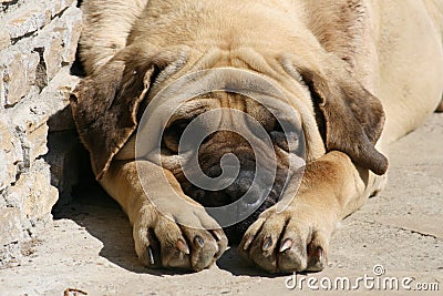 Mastiff 2 Stock Photo