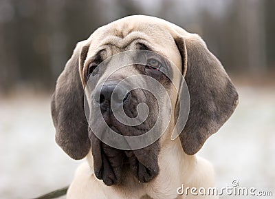 Mastiff Stock Photo