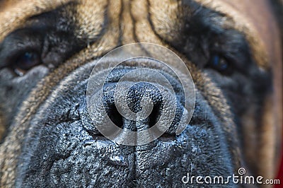 Mastiff black nose macro Stock Photo