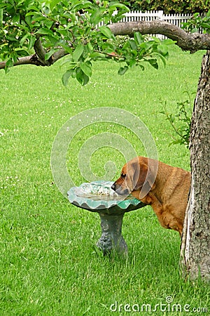 Mastiff Rottweiler mix drinking from a birdbath Stock Photo