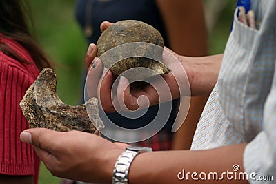 Mastodon Bones Stock Photo