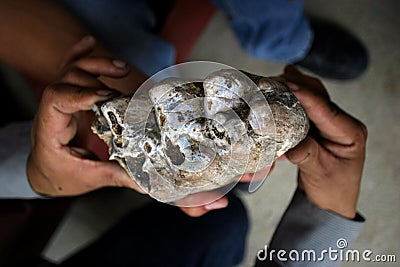 Mastodon Tooth Molar Stock Photo