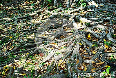 Ancient tangled roots on the forest floor in Bali Indonesia Stock Photo