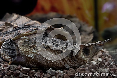 The head of the matamata turtle with its snout shaped like a tube. Chelus fimbriata. Freshwater Exotic Turtles Matamata Stock Photo