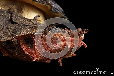 Mata mata, Chelus fimbriata on isolated Black Background Stock Photo