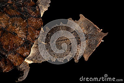 Mata mata, Chelus fimbriata on isolated Black Background Stock Photo