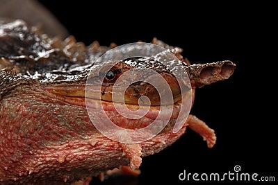 Mata mata, Chelus fimbriata on isolated Black Background Stock Photo