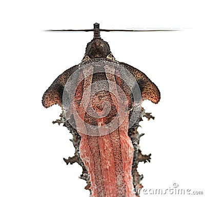 Mata Mata, turtle, Chelus fimbriata, isolated Stock Photo