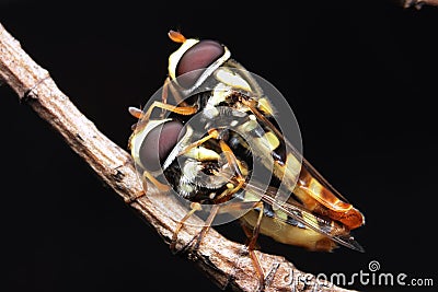 Mate insect flies hoverfly close up macro Stock Photo