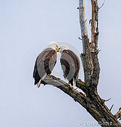 Mated pair of bald eagles appearing to be nuzzling each other Stock Photo
