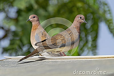 Mated Pair of Laughing Doves Spilopelia Senegalensis Perched on a Garden Shed Stock Photo
