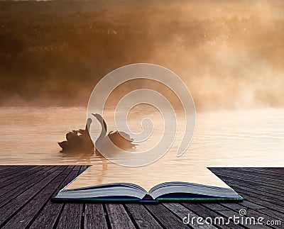 Mated pair of swans on misty foggy Autumn Fall lake Stock Photo